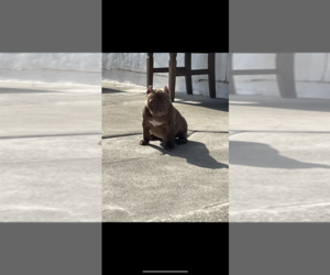 American Bully Puppy for sale in RICHMOND, CA, USA