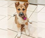 Small #7 German Shepherd Dog Mix