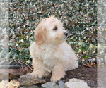 Small Photo #3 English Cream Golden Retriever-Poodle (Miniature) Mix Puppy For Sale in QUARRYVILLE, PA, USA