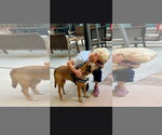 Small Photo #17 Mutt Puppy For Sale in Westminster, MD, USA