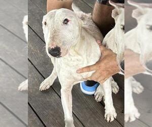 Bull Terrier Dogs for adoption in Pearland, TX, USA