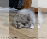 Small Photo #2 Pomeranian Puppy For Sale in OMAHA, NE, USA