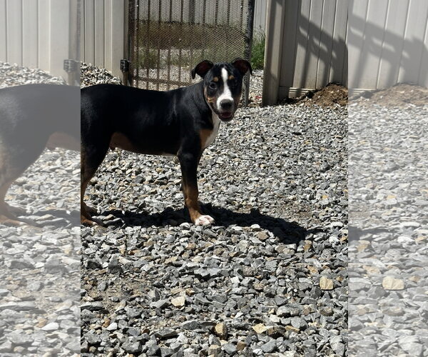 Medium Photo #6 Staffordshire Bull Terrier-Unknown Mix Puppy For Sale in Corning, AR, USA