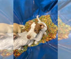 Mutt Dogs for adoption in Chula Vista, CA, USA