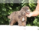 Small #17 Poodle (Miniature)