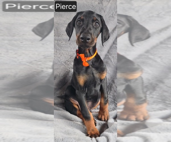 Medium Photo #4 Doberman Pinscher Puppy For Sale in POMEROY, OH, USA