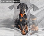 Small #3 Doberman Pinscher