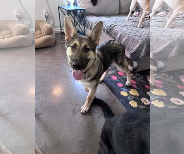 Medium Photo #2 German Shepherd Dog Puppy For Sale in Greenville, SC, USA