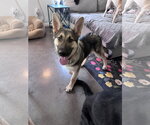 Small #1 German Shepherd Dog