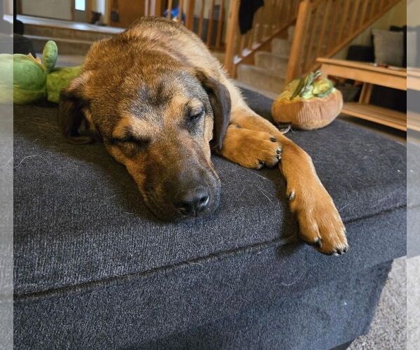 Medium Photo #5 Shepradors Puppy For Sale in Princeton, MN, USA