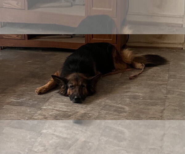 Medium Photo #2 Mutt Puppy For Sale in Centreville, VA, USA