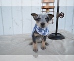 Small Photo #6 Australian Cattle Dog Puppy For Sale in HONEY BROOK, PA, USA