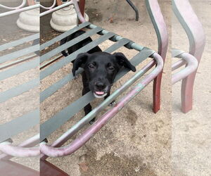 Labrador Retriever-Unknown Mix Dogs for adoption in The Woodlands, TX, USA