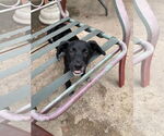 Small Labrador Retriever Mix