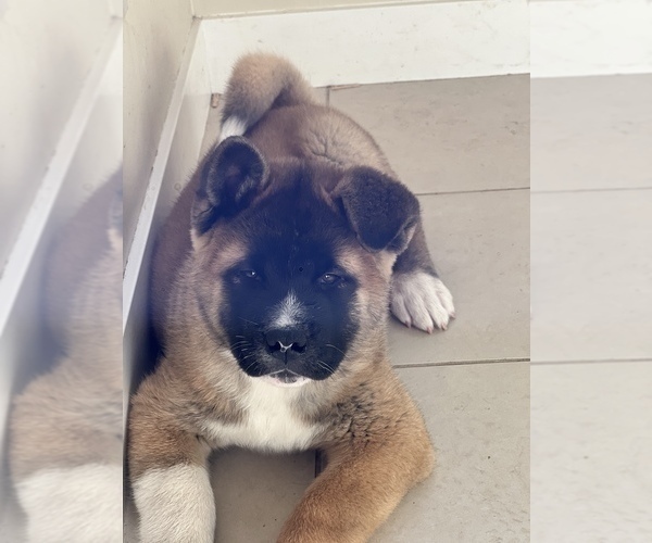 Medium Photo #14 Akita Puppy For Sale in PORT LUDLOW, WA, USA
