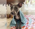 Small #2 American Pit Bull Terrier Mix