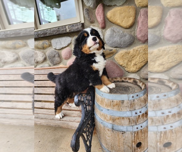 Medium Photo #5 Bernese Mountain Dog Puppy For Sale in GREENWOOD, WI, USA