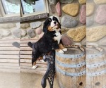 Small Photo #5 Bernese Mountain Dog Puppy For Sale in GREENWOOD, WI, USA