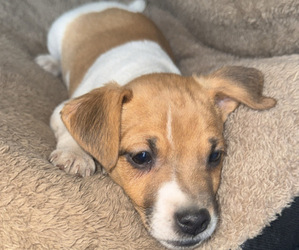 Jack Russell Terrier Puppy for sale in NEW BALTIMORE, MI, USA