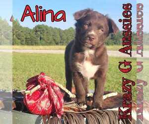 Australian Shepherd Puppy for sale in CLINTON, NC, USA
