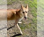 Small #29 Collie-German Shepherd Dog Mix