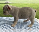 Small #2 French Bulldog