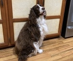 Small Photo #1 English Springer Spaniel Puppy For Sale in CENTER POINT, TX, USA