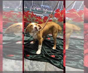 Beabull Dogs for adoption in Aurora, IN, USA