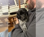 Small Photo #3 German Shorthaired Pointer Puppy For Sale in HAXTUN, CO, USA