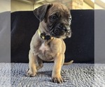 Puppy Yellow fawn Presa Canario
