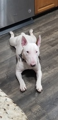 Father of the Bull Terrier puppies born on 11/26/2018