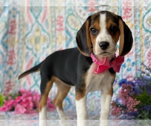 Beagle Puppy for sale in LANCASTER, PA, USA