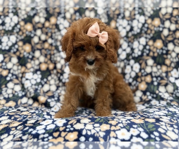 Medium Photo #4 Cavapoo (Miniature) Puppy For Sale in LAKELAND, FL, USA