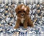 Biscuitly - Female Cavapoo (Miniature) Puppy for Sale - Photo #4