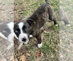 Small Photo #4 Border Collie-Boxer Mix Puppy For Sale in Jackson Township, NJ, USA