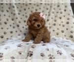 Small #5 Goldendoodle (Miniature)
