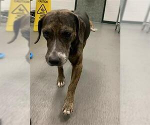 Beagle-Unknown Mix Dogs for adoption in Corpus Christi, TX, USA