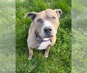 American Staffordshire Terrier-Unknown Mix Dogs for adoption in Akron, OH, USA