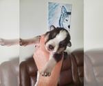 Small Photo #12 Border Collie-Siberian Husky Mix Puppy For Sale in GOOSE CREEK, SC, USA
