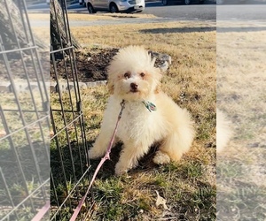 Poodle (Toy) Puppy for sale in NEW CASTLE, DE, USA