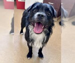 Small Miniature Schnauzer-Norfolk Terrier Mix