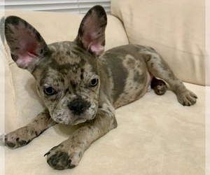 French Bulldog Puppy for Sale in NEWNAN, Georgia USA