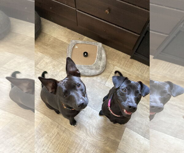 Medium Photo #9 Labrador Retriever-Unknown Mix Puppy For Sale in San Diego, CA, USA