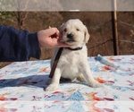 Small Photo #4 Goldendoodle Puppy For Sale in UNION CITY, TN, USA