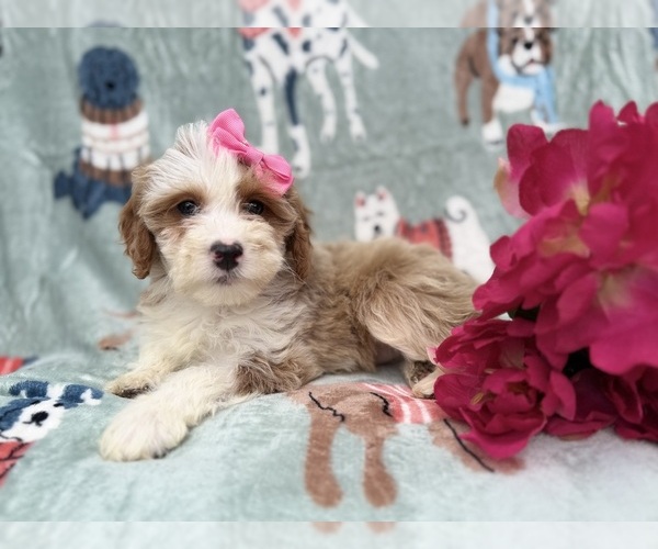 Medium Photo #7 Cock-A-Poo Puppy For Sale in LAKELAND, FL, USA
