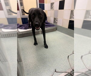 English Coonhound-Labrador Retriever Mix Dogs for adoption in Plano, TX, USA