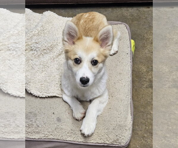 Medium Photo #2 Corgi Inu Puppy For Sale in Agoura Hills, CA, USA