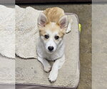 Small #1 Corgi Inu