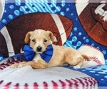 Small Photo #4 Fox Terrier (Smooth)-Poodle (Toy) Mix Puppy For Sale in AIRVILLE, PA, USA