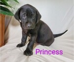 Small Photo #3 Labrador Retriever-Rhodesian Ridgeback Mix Puppy For Sale in CATO, NY, USA